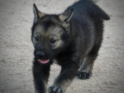 Happy Days Litter - 5 weeks old - Ralph - running forward ears up