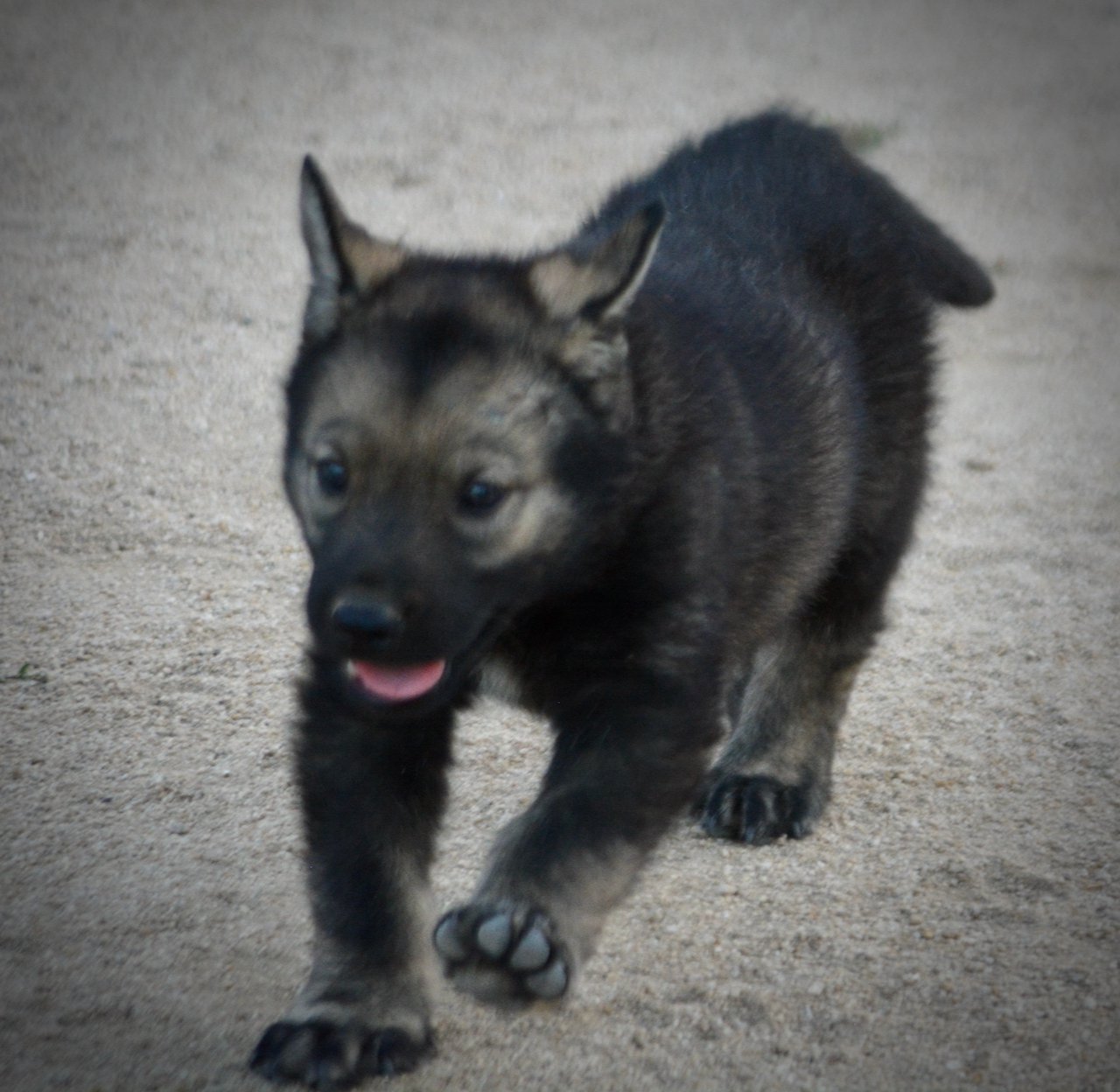 Happy Days Litter - 5 weeks old - Ralph - running forward ears up