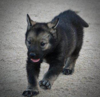 Happy Days Litter - 5 weeks old - Ralph - running forward ears up