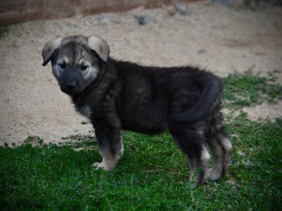 Happy Days Litter - 6 weeks old - Lori Beth - Standing Pretty