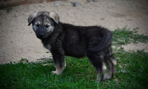 Happy Days Litter - 6 weeks old - Lori Beth - Standing Pretty