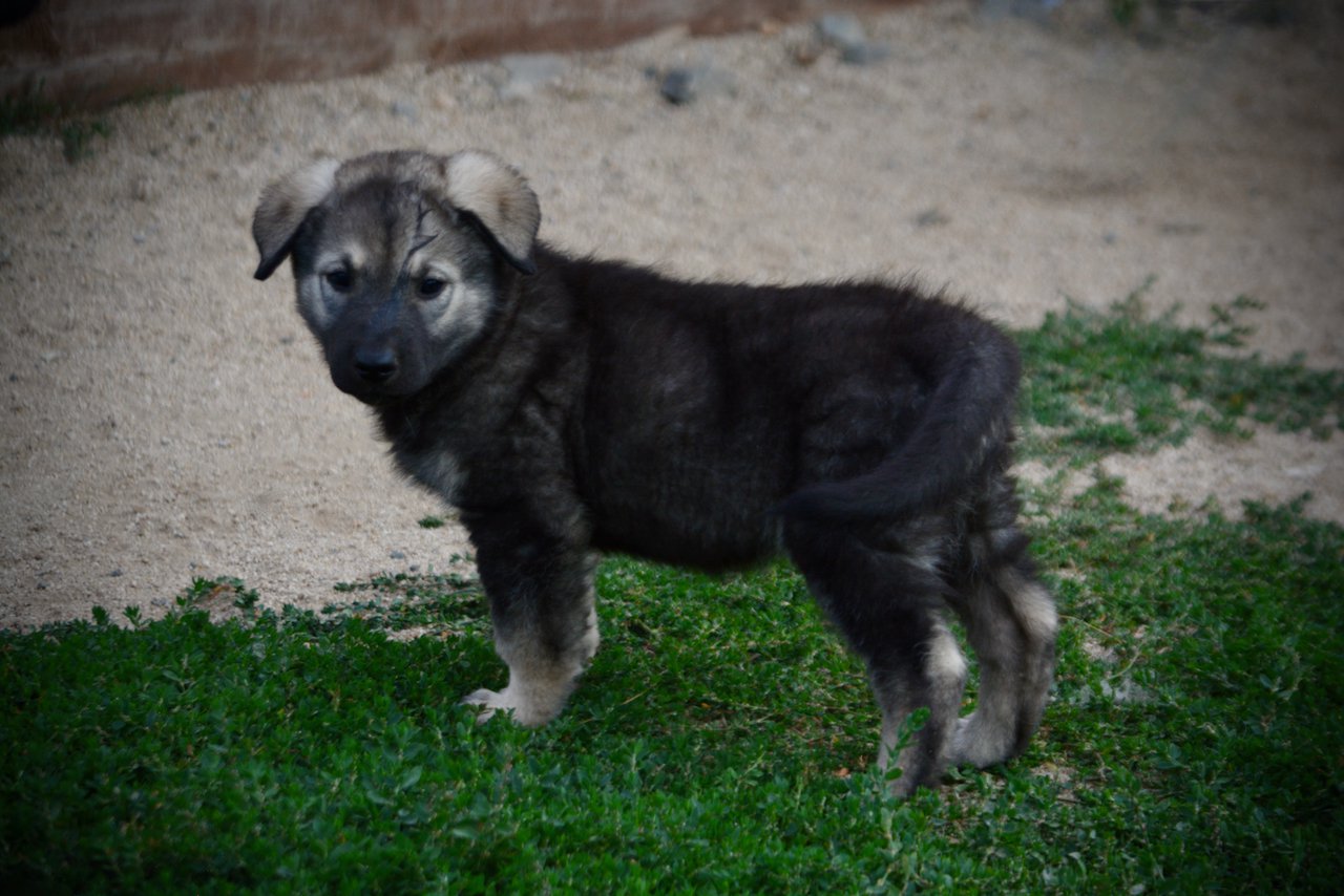 Happy Days Litter - 6 weeks old - Lori Beth - Standing Pretty