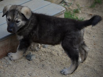 Happy Days Litter - 6 weeks old - Lori Beth - Standing near stairs