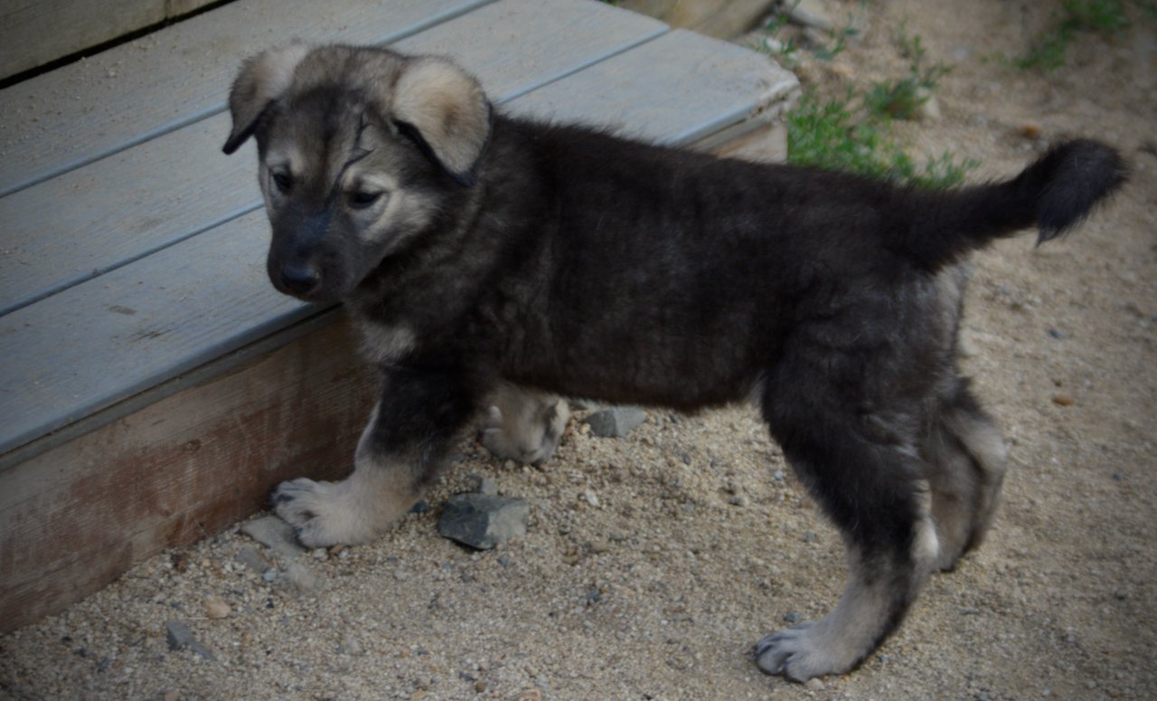 Happy Days Litter - 6 weeks old - Lori Beth - Standing near stairs