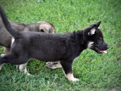 Happy Days Litter - 6 weeks old - Joanie - trotting right
