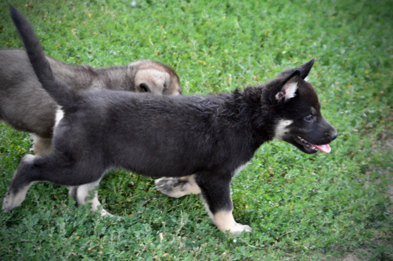 Happy Days Litter - 6 weeks old - Joanie - trotting right