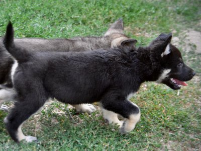 Happy Days Litter - 6 weeks old - Joanie - trotting right1