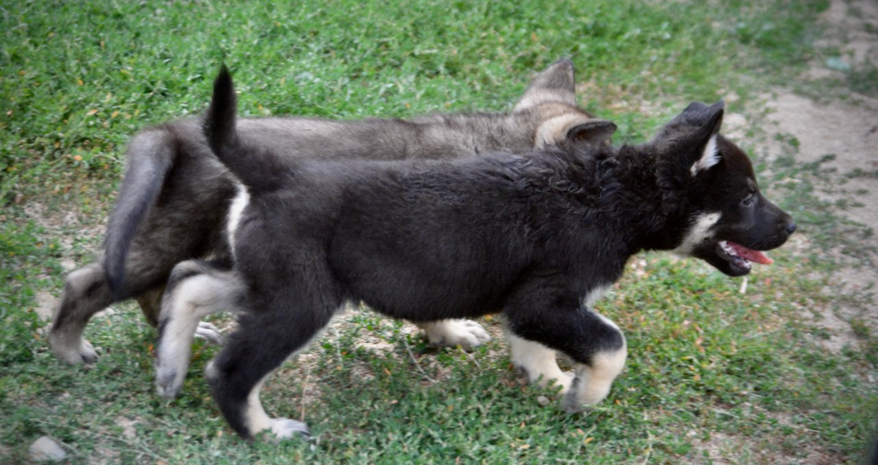 Happy Days Litter - 6 weeks old - Joanie - trotting right1