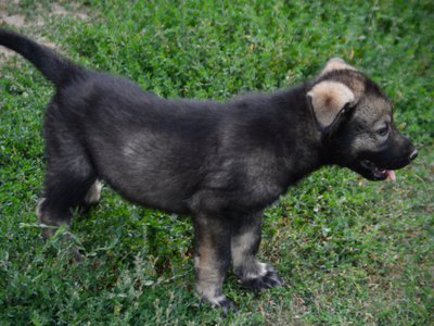 Happy Days Litter - 6 weeks old - Ralph - standing right