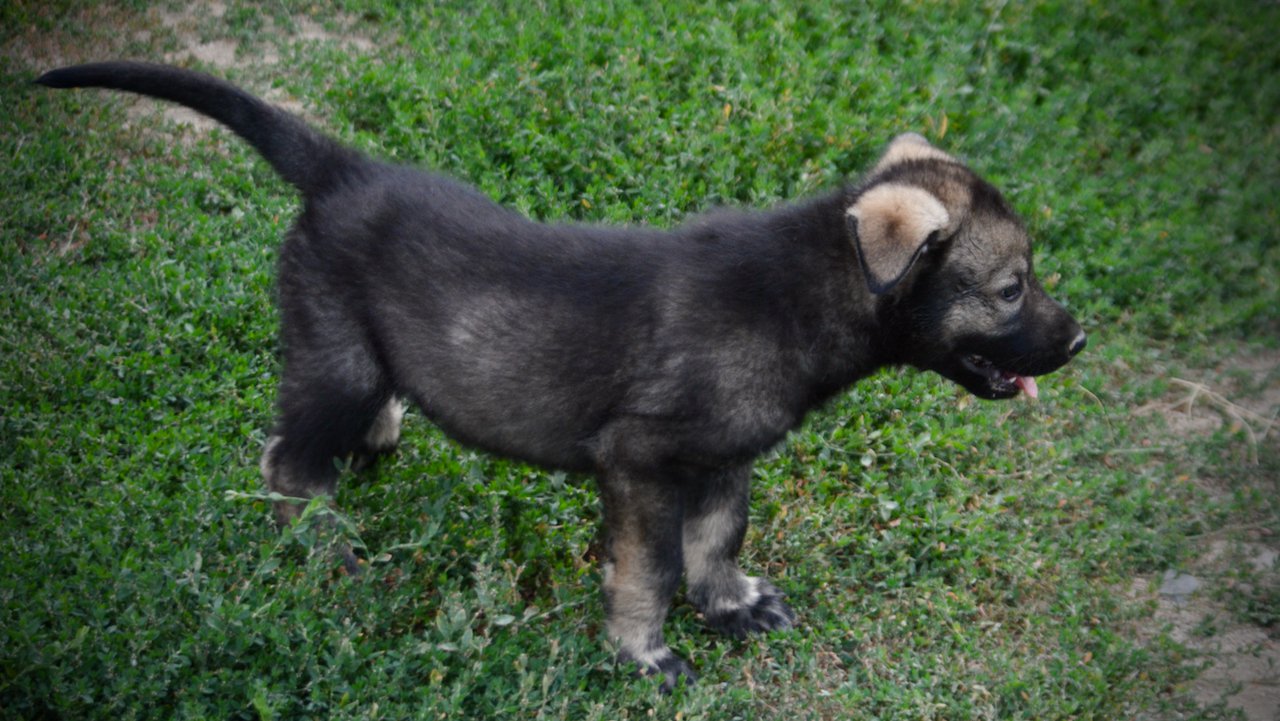 Happy Days Litter - 6 weeks old - Ralph - standing right