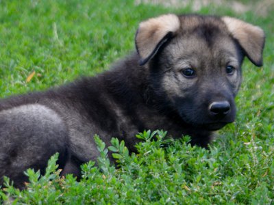 Happy Days Litter - 6 weeks old - Ralph - laying in grass