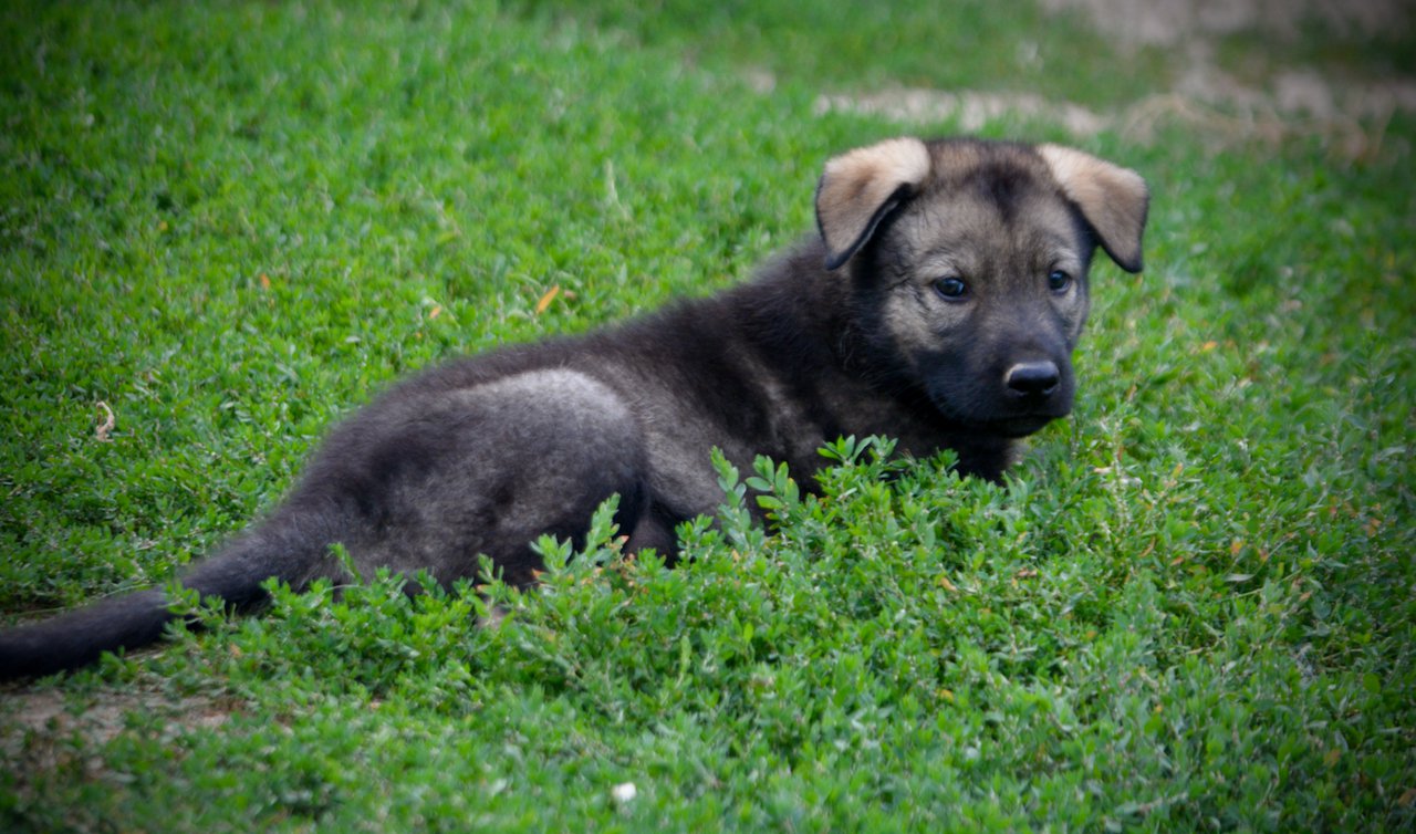 Happy Days Litter - 6 weeks old - Ralph - laying in grass