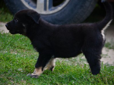 Happy Days Litter - 6 weeks old - Potsie - standing left tail up