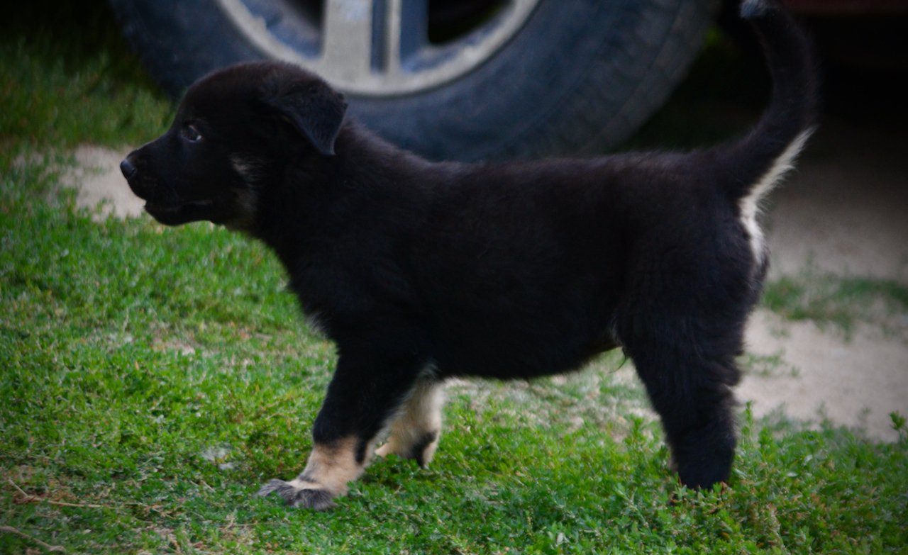 Happy Days Litter - 6 weeks old - Potsie - standing left tail up