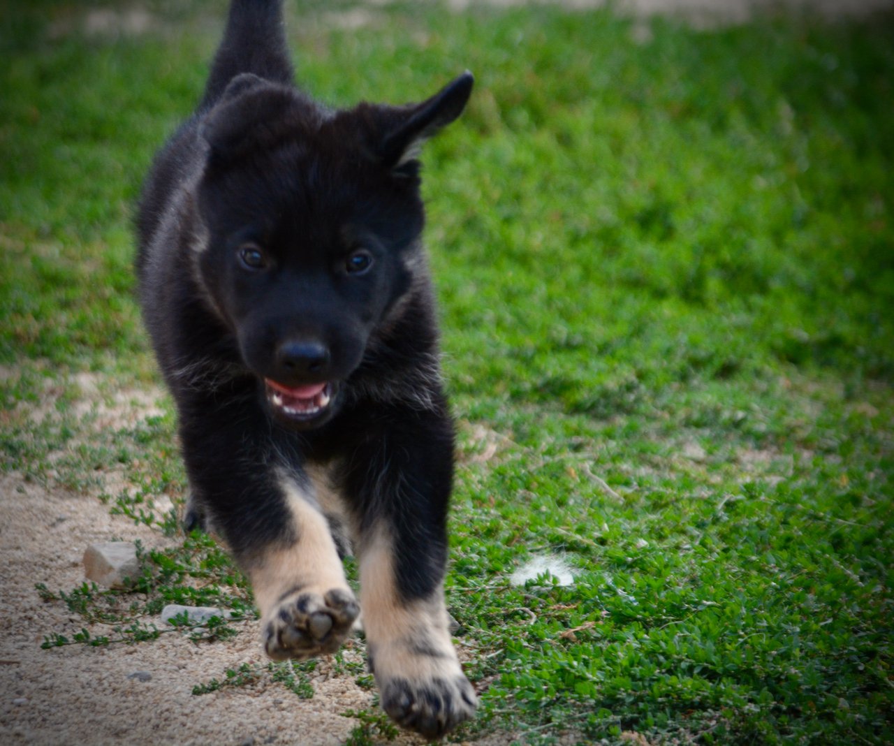 Happy Days Litter - 6 weeks old - Potsie - running forward