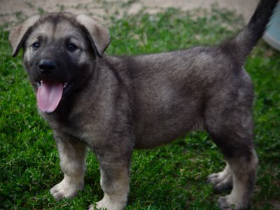 Happy Days Litter - 6 weeks old - Richie - standing tongue out