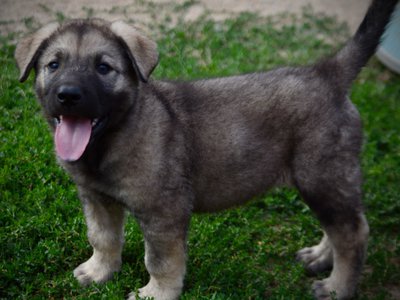 Happy Days Litter - 6 weeks old - Richie - standing tongue out