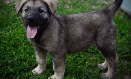 Happy Days Litter - 6 weeks old - Richie - standing tongue out