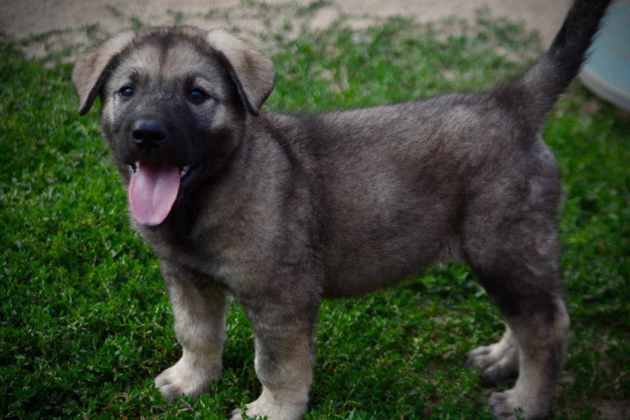 Happy Days Litter - 6 weeks old - Richie - standing tongue out