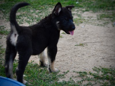 Happy Days Litter - 6 weeks old - Joanie - standing away looking back