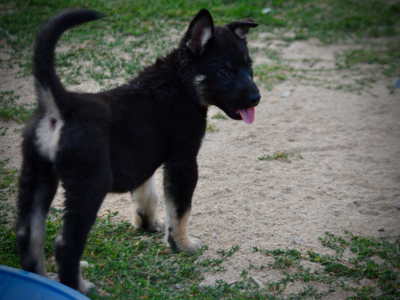 Happy Days Litter - 6 weeks old - Joanie - standing away looking back