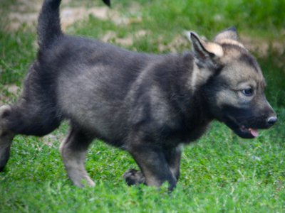 Happy Days Litter - 6 weeks old - Ralph - trotting right