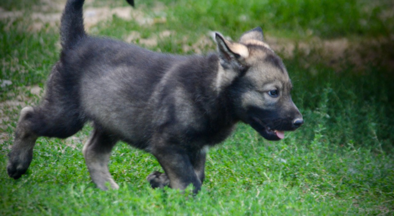 Happy Days Litter - 6 weeks old - Ralph - trotting right
