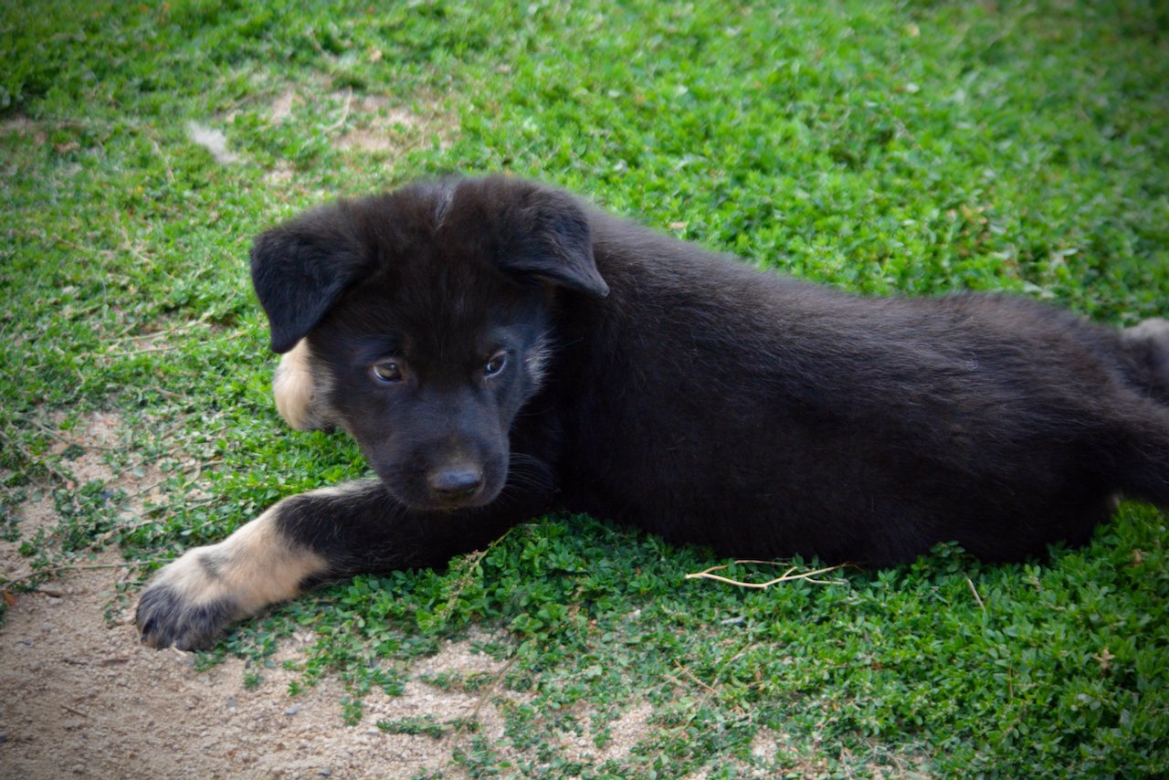 Happy Days Litter - 6 weeks old - Potsie - laying down