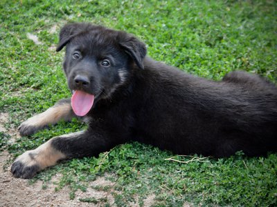 Happy Days Litter - 6 weeks old - Potsie - lay down tongue out
