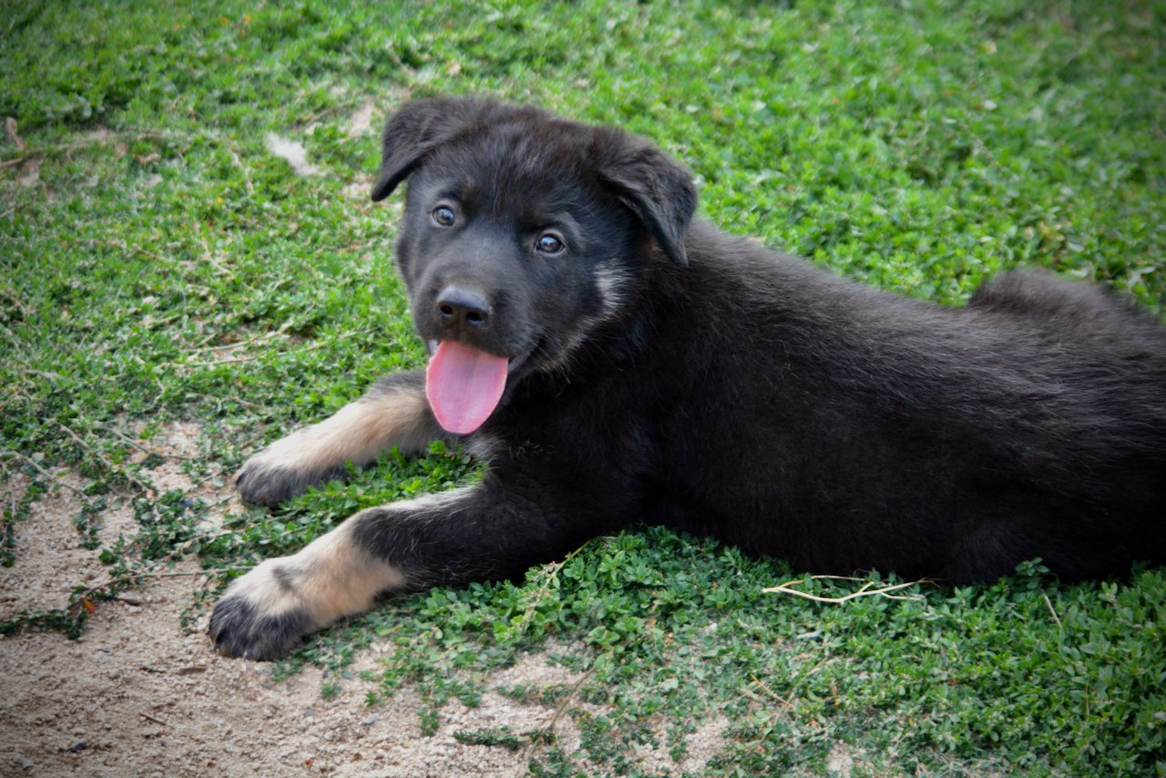 Happy Days Litter - 6 weeks old - Potsie - lay down tongue out