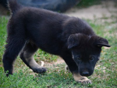 Happy Days Litter - 6 weeks old - Potsie - standing pretty head down