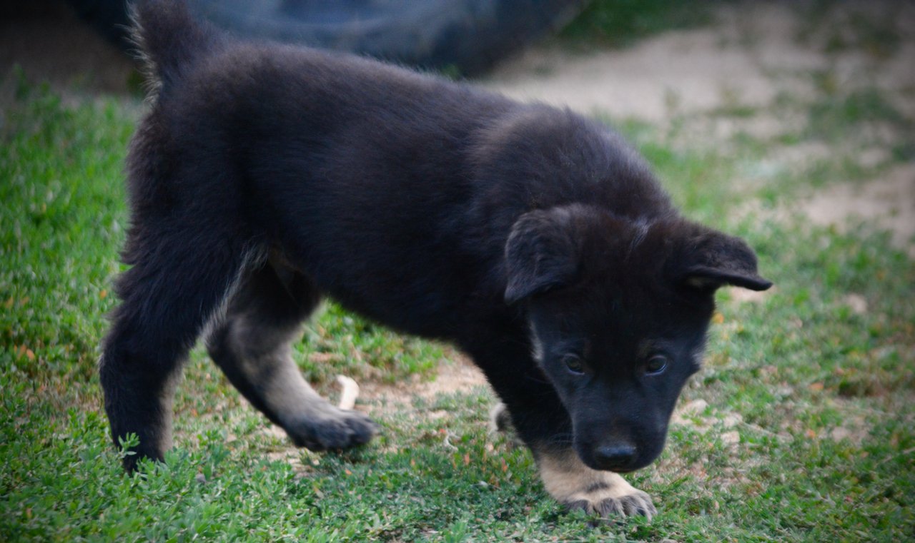Happy Days Litter - 6 weeks old - Potsie - standing pretty head down
