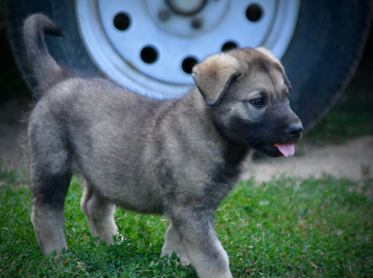 Happy Days Litter - 6 weeks old - Richie - walking right