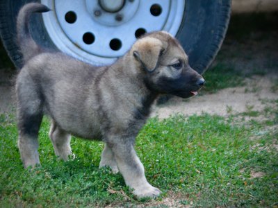 Happy Days Litter - 6 weeks old - Richie - walking right1