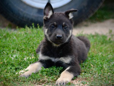 Happy Days Litter - 6 weeks old - Joanie - laying down facing forward