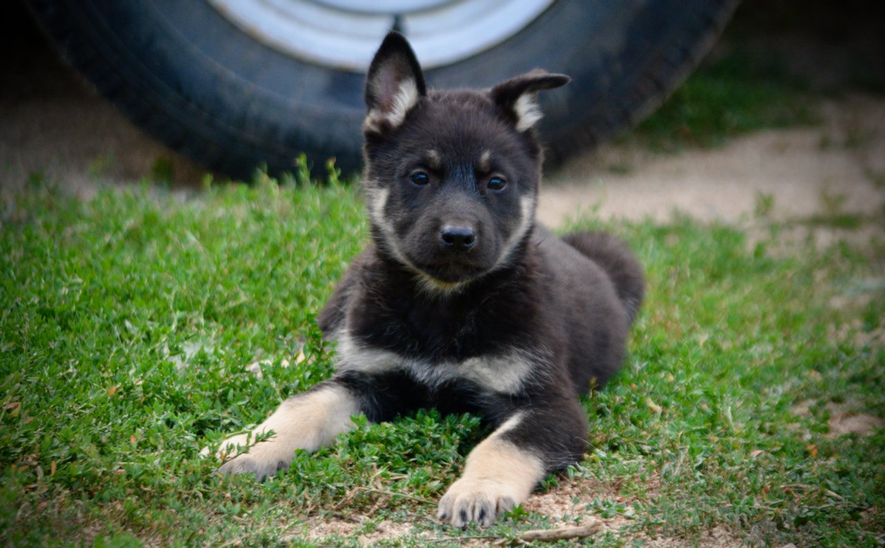 Happy Days Litter - 6 weeks old - Joanie - laying down facing forward