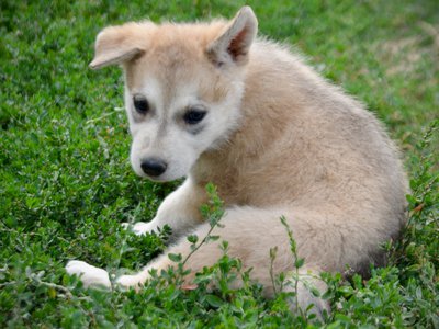 Happy Days Litter - 6 weeks old - Heather - sitting one ear up