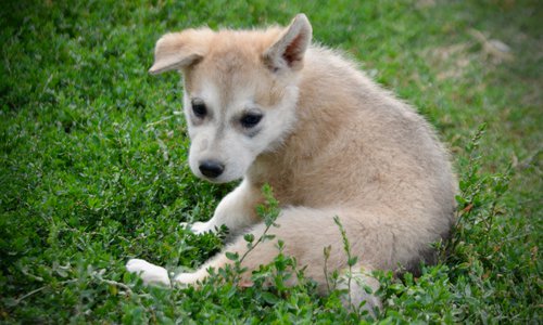 Happy Days Litter - 6 weeks old - Heather - sitting one ear up