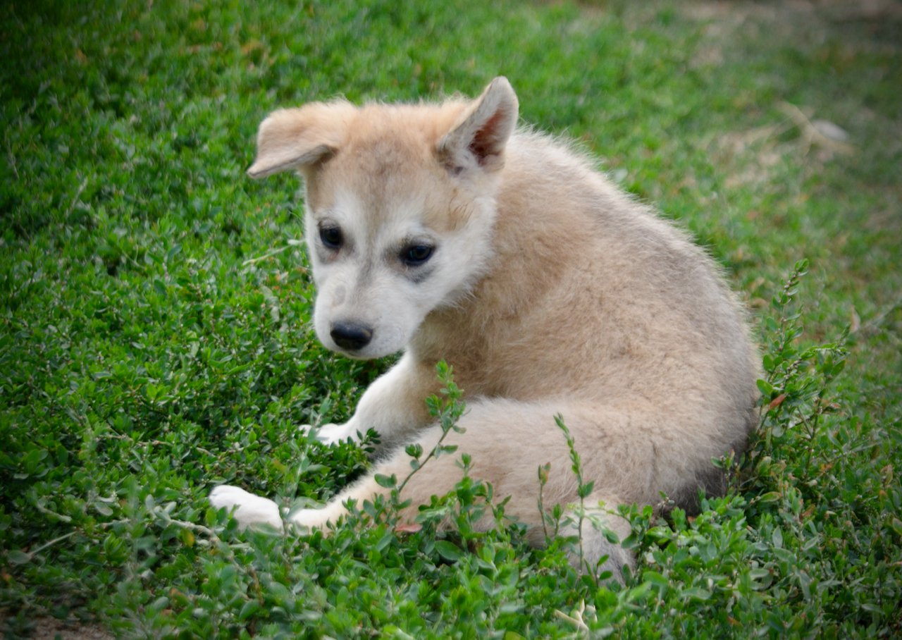 Happy Days Litter - 6 weeks old - Heather - sitting one ear up