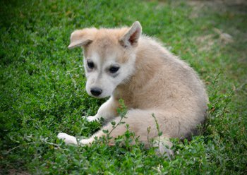 Happy Days Litter - 6 weeks old - Heather - sitting one ear up