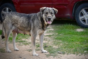 Jengu - standing nice - after her litter