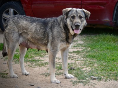 Jengu - standing nice - after her litter