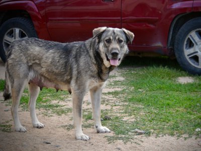 Jengu - standing nice - after her litter