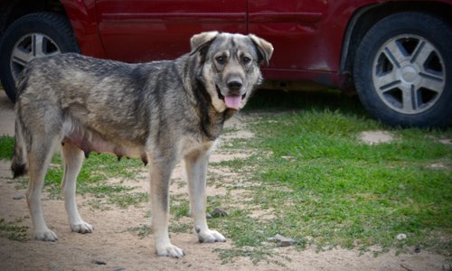 Jengu - standing nice - after her litter