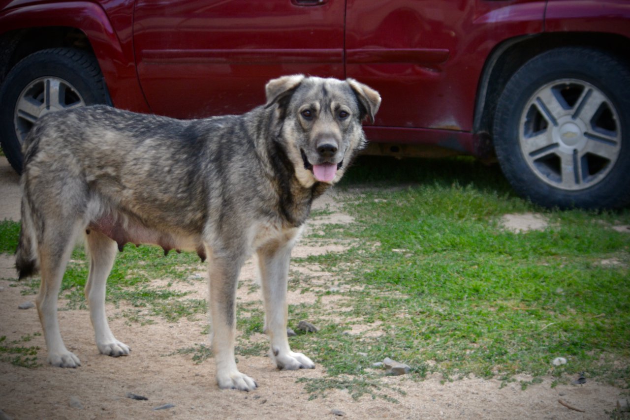 Jengu - standing nice - after her litter