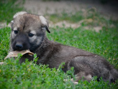 Happy Days Litter - 6 weeks old - Jenny - laying down in grass1