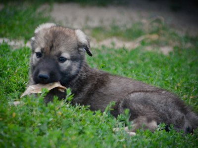 Happy Days Litter - 6 weeks old - Jenny - laying down in grass1