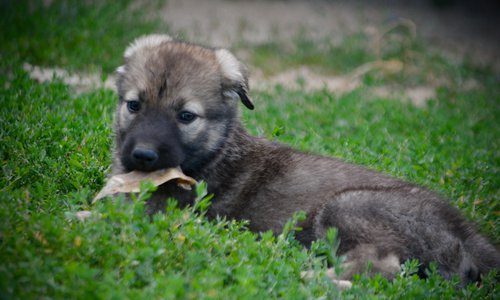 Happy Days Litter - 6 weeks old - Jenny - laying down in grass1