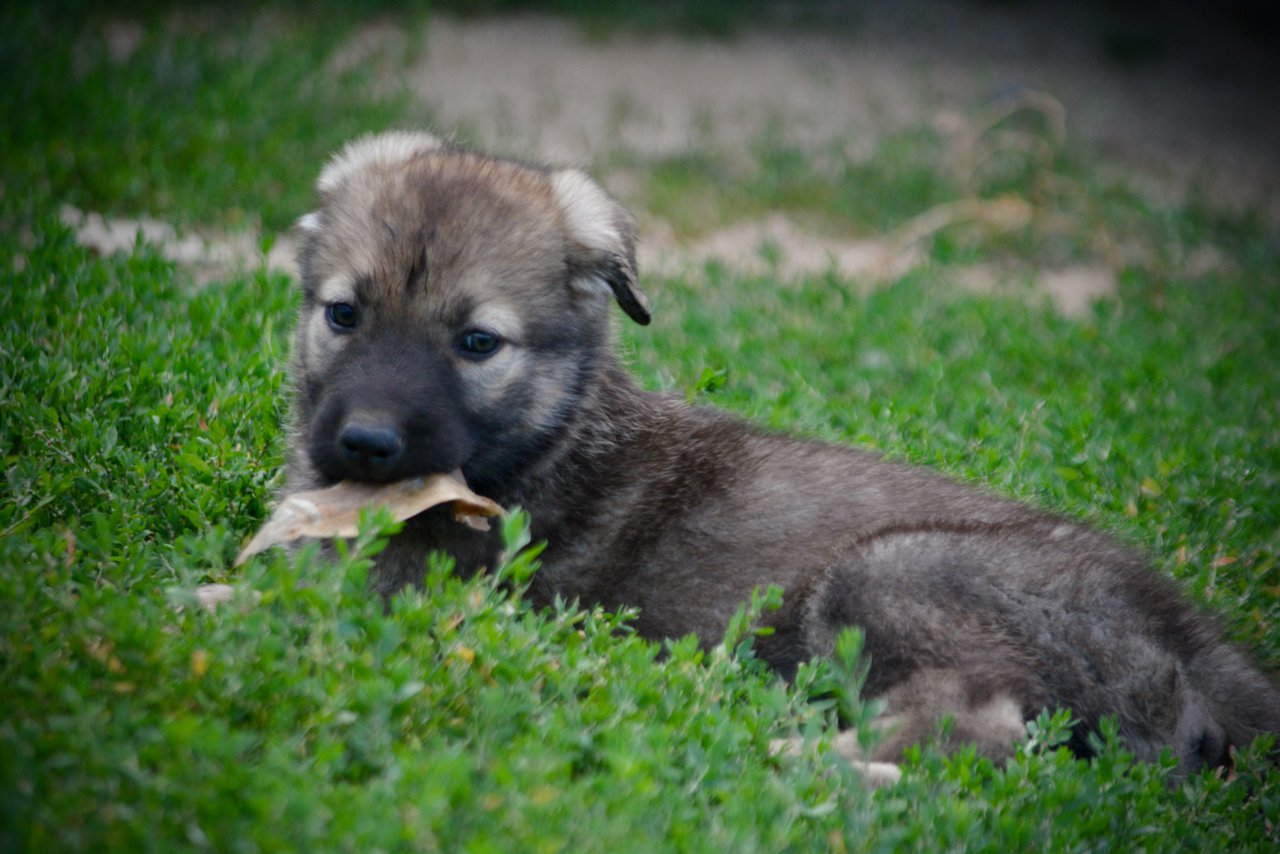 Happy Days Litter - 6 weeks old - Jenny - laying down in grass1