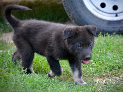 Happy Days Litter - 6 weeks old - Chachi - trotting right tail up